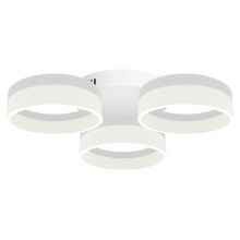LED ceiling light RING 3xLED/12W/230V white